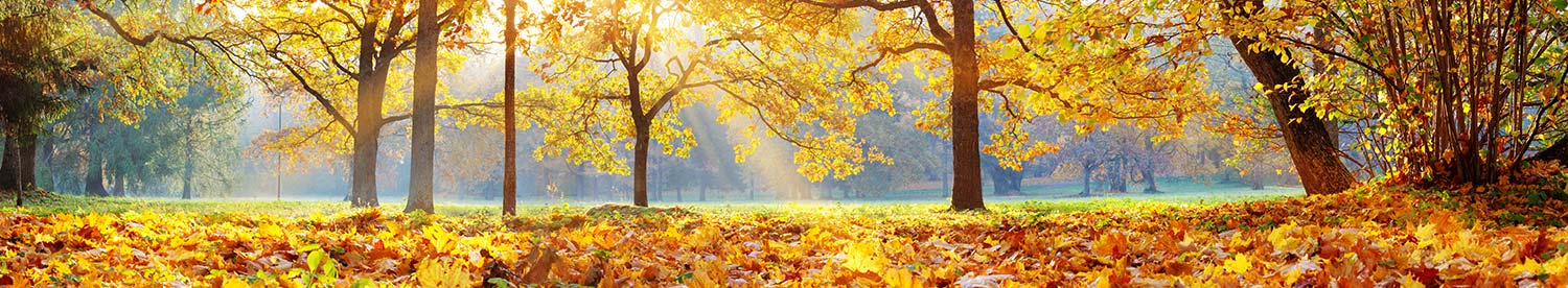 Autumn agronomy update for the midlands