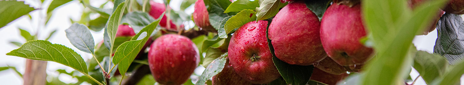 Boosting apple production with specialist training system