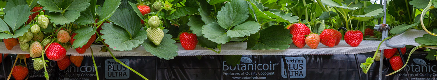 Troughs, pots or bags – the debate continues
