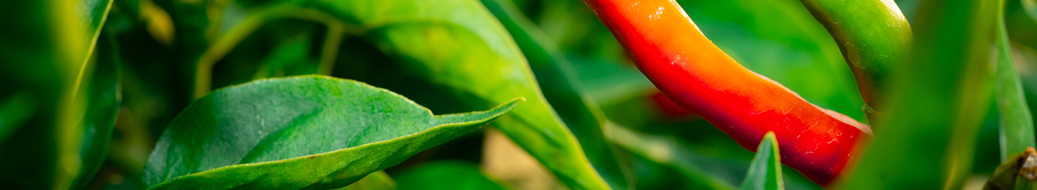 Chilli growing challenge results