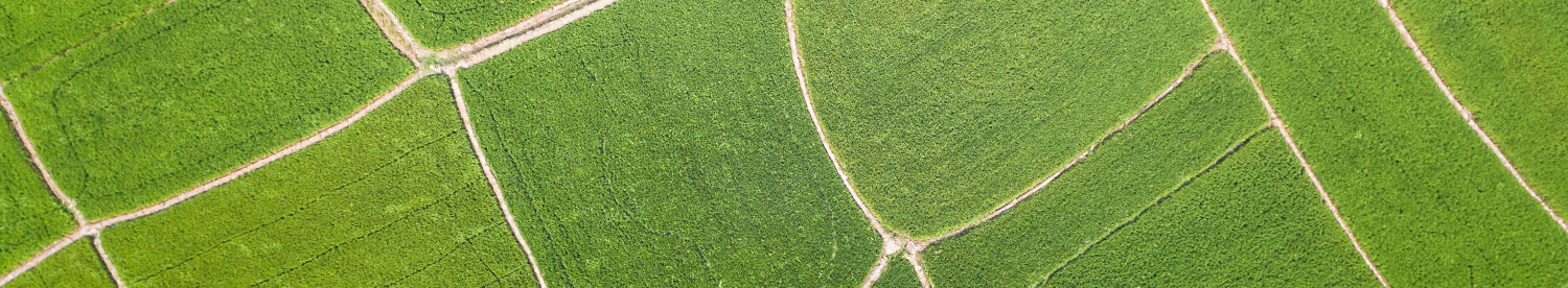 Seeking a solution for rat's tail fescue