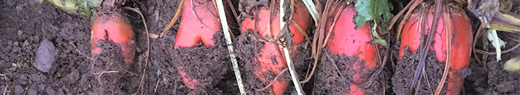 Boosting beet yields in a changing environment