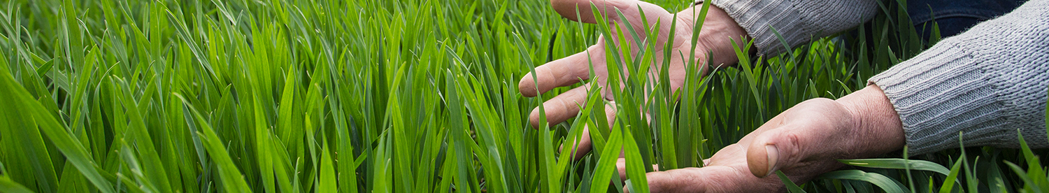 Chlorophyll booster supports rapid growth in spring crops