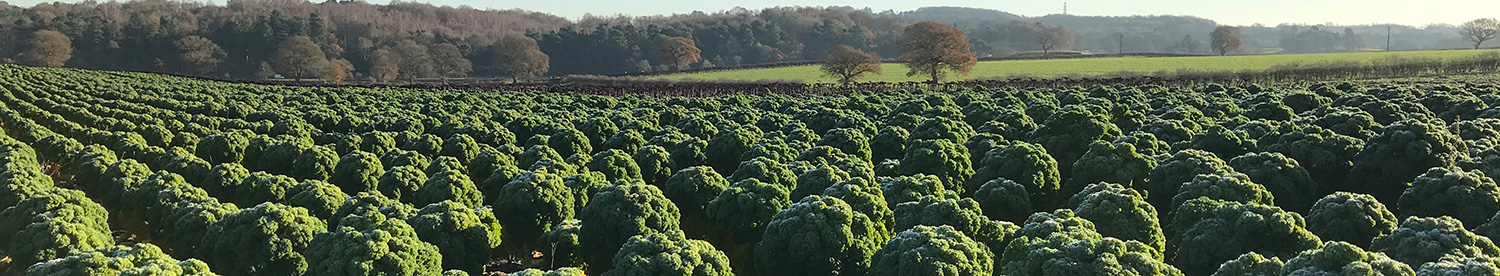 Knowledge transfer key to successful veg growing