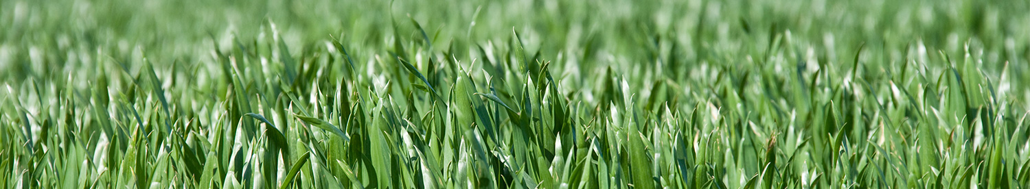 Final chance to maximise grain fill with sugar optimiser