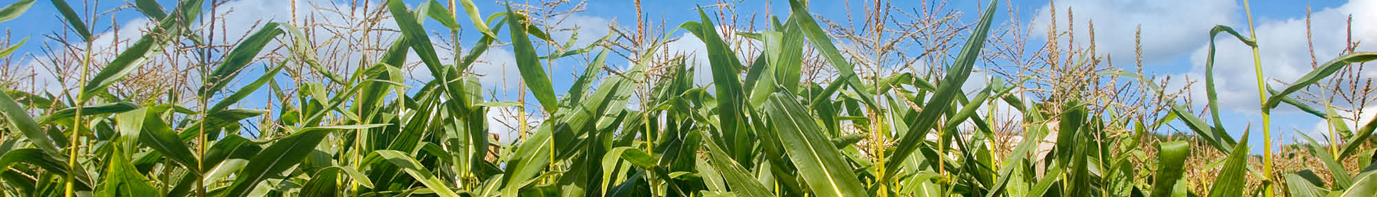 TechniSward Maize undersowing and post harvest mixtures