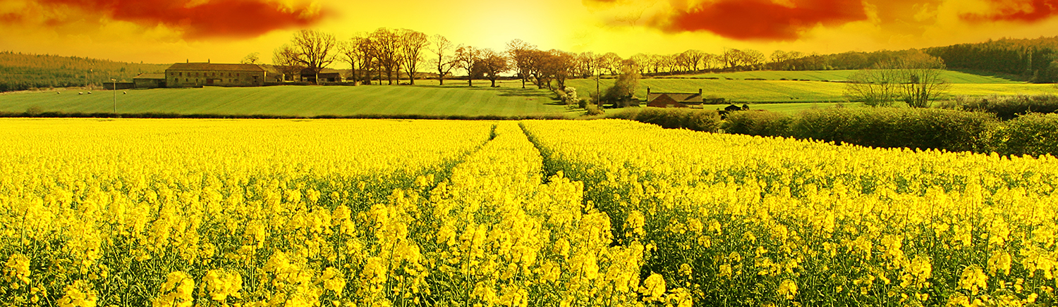 Leading the way in seed