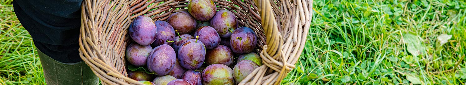 Training system improves plum quality