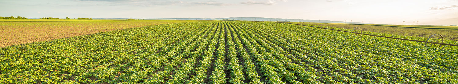 Early potato herbicides and weed control