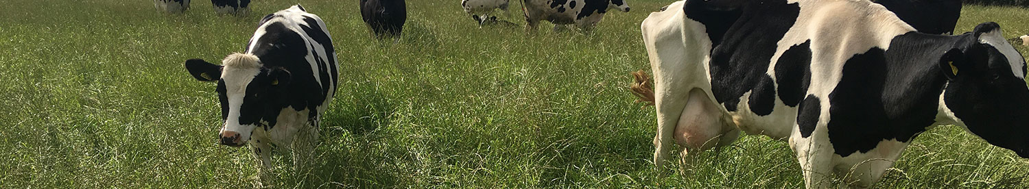 Soil health is top of the agenda for Leicestershire dairy farm