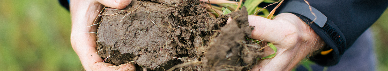 Prioritise soil health pre planting to ensure vineyard success