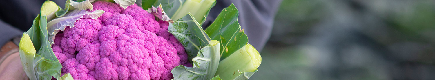 Smaller producers making a difference with quality veg crops