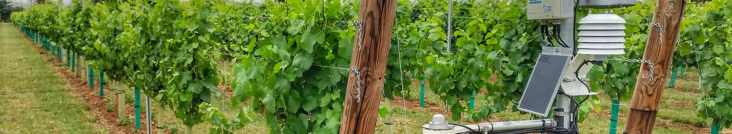 Accurate forecasting helps secure UK vine crops