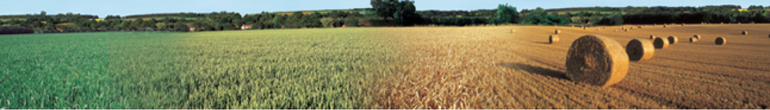 Talking Agronomy: Chris Martin - Feeling optimistic after an open autumn