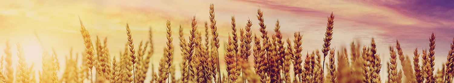 Preparing grain stores for harvest