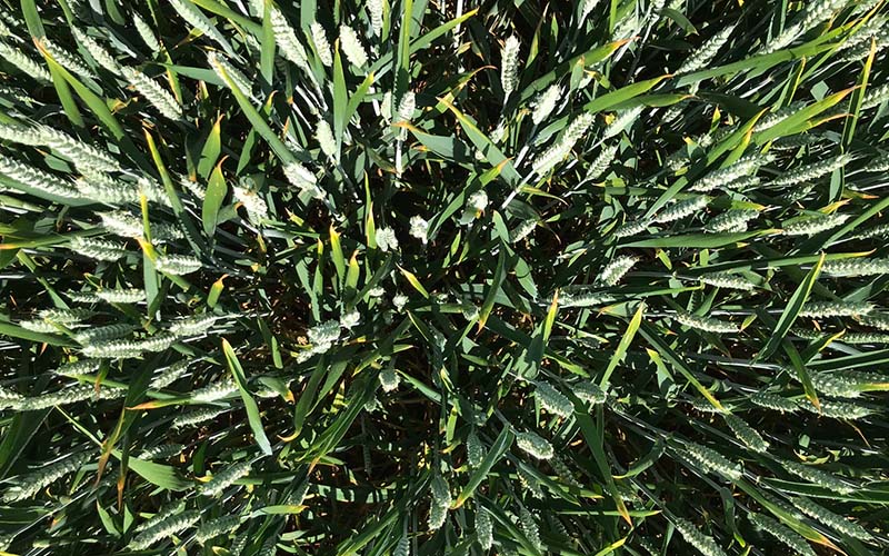 Crops at Draughton