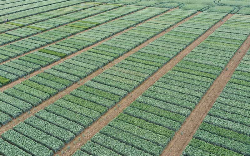 Fields at Draughton