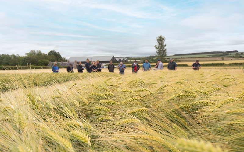 Crops at Kelso