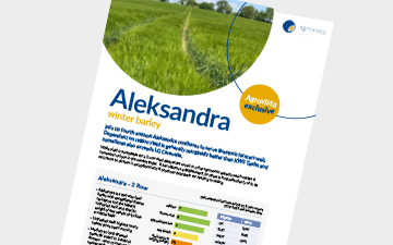 Aleksandra - winter barley