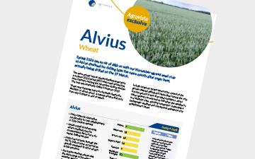 Alvius - wheat 2026