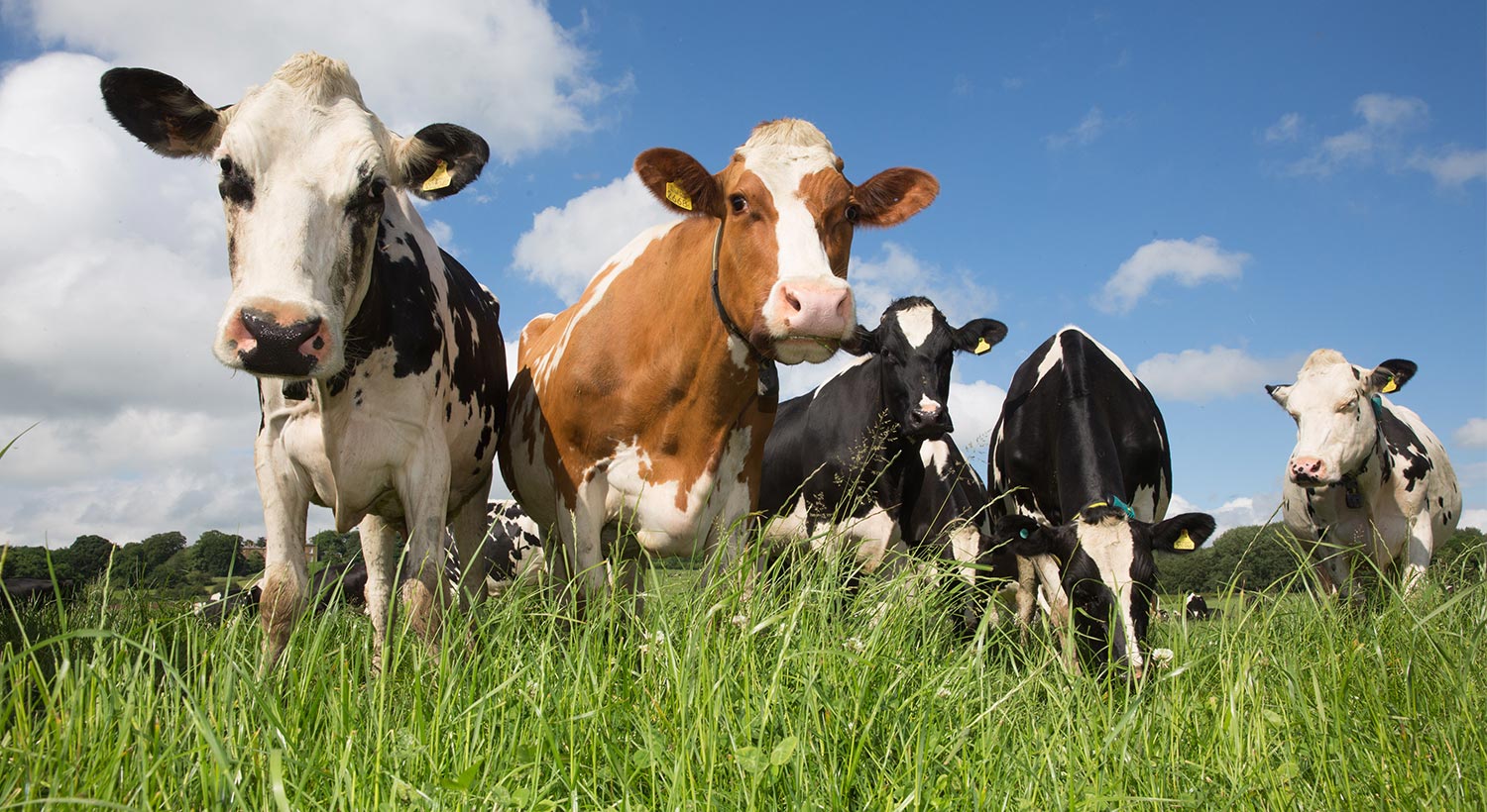 Grassland Agronomy