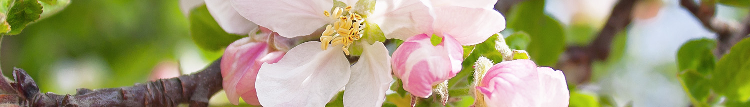 Blossom thinning