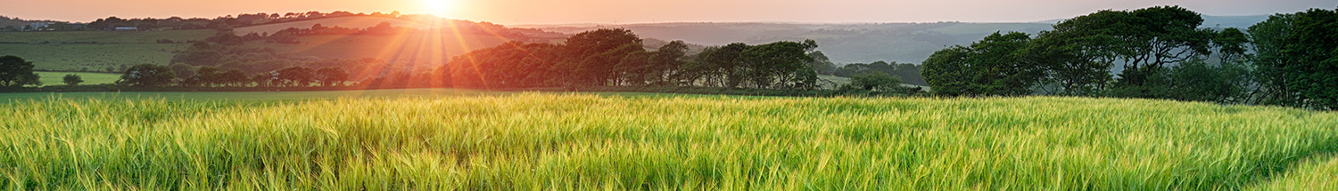 Barley varieties