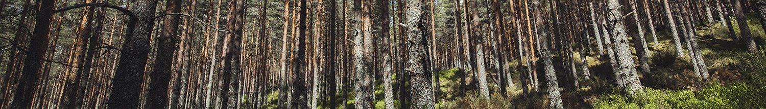 Forestry