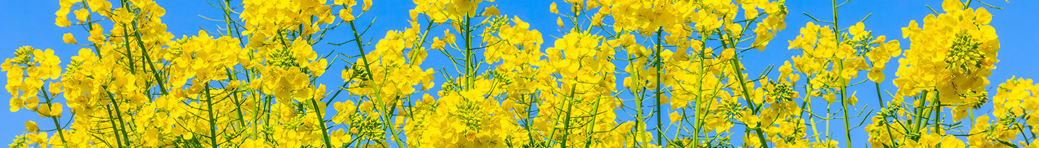 Oilseed rape varieties