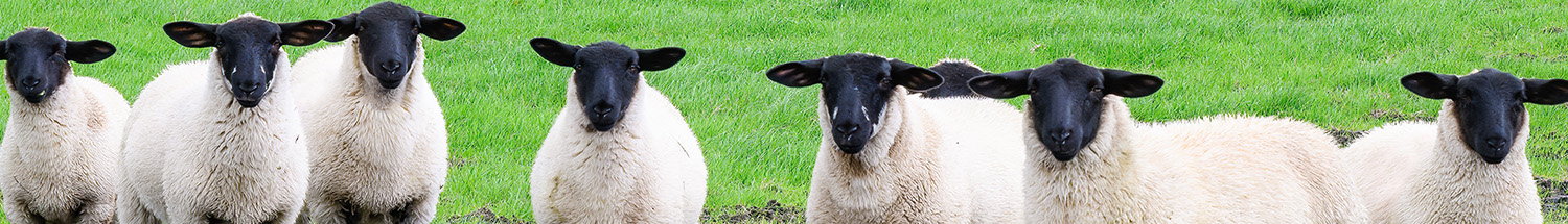 Grazing green cover crops