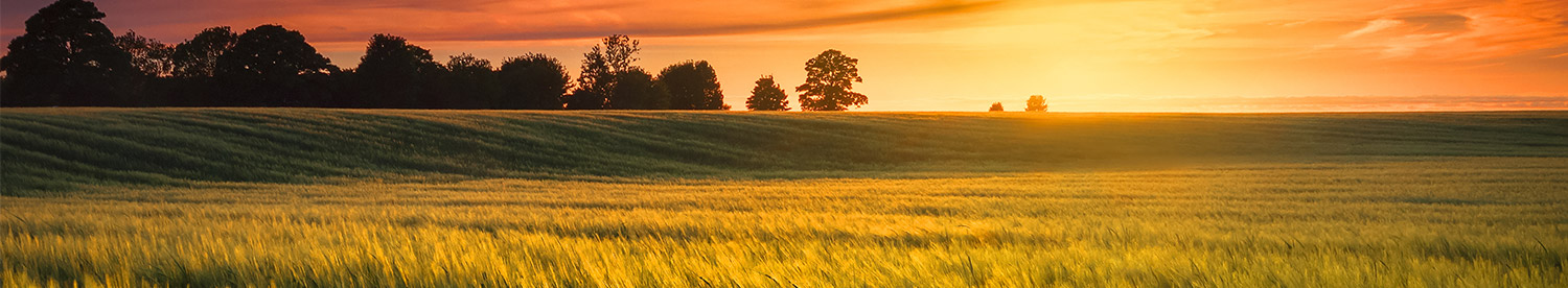 Barley varieties