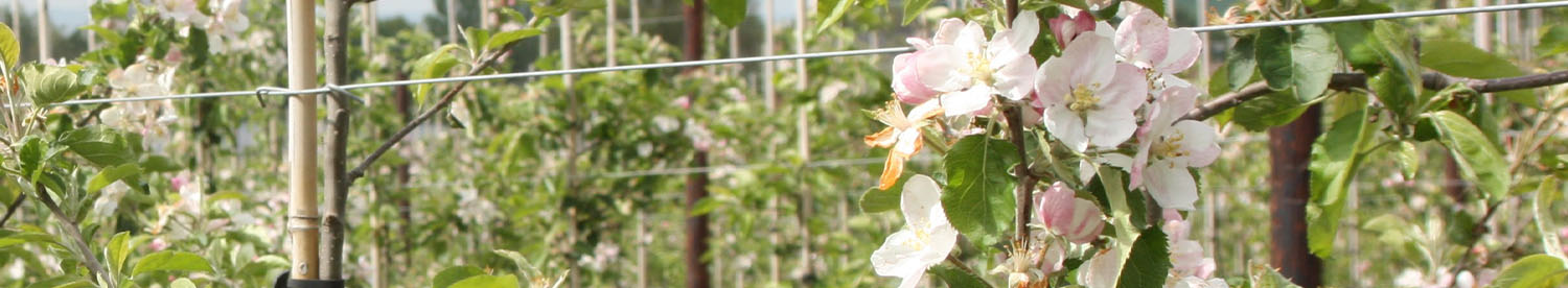 Blossom thinning
