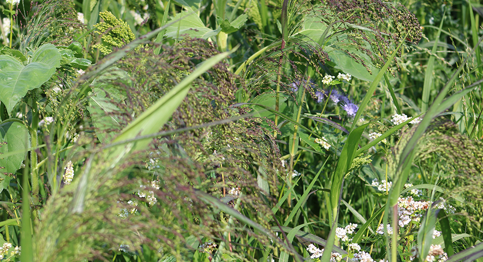 Environmental Stewardship Mixture header