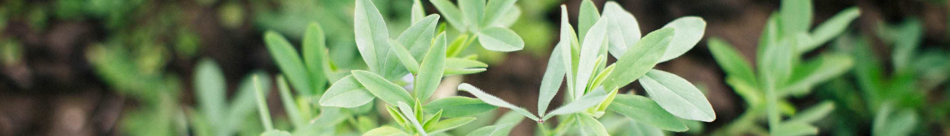 Cover crops