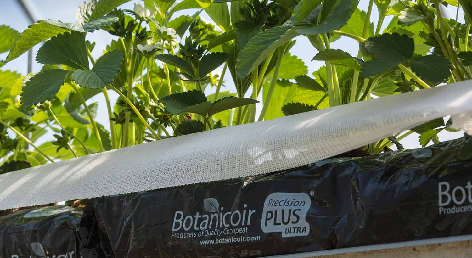 Botanicoir Precision Plus Ultra