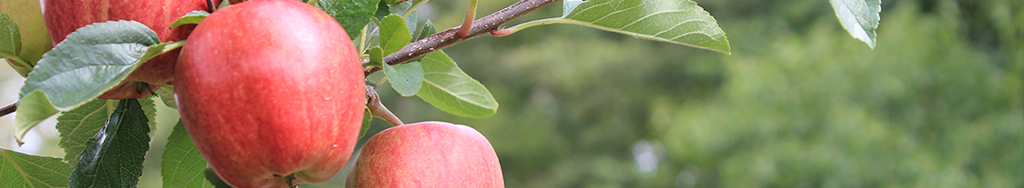 Fruit insight