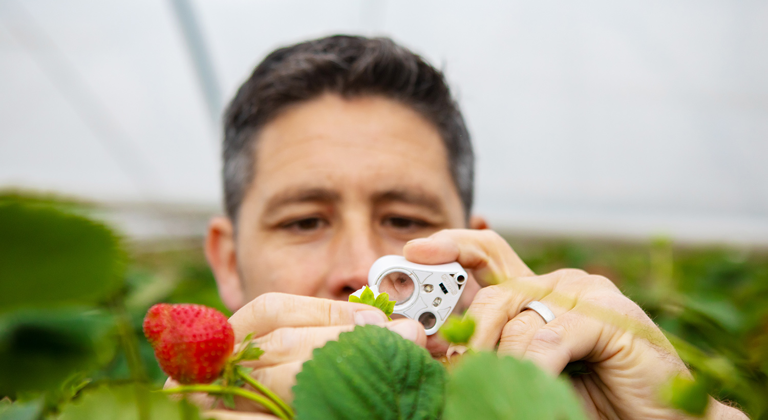 Integrated Pest Management