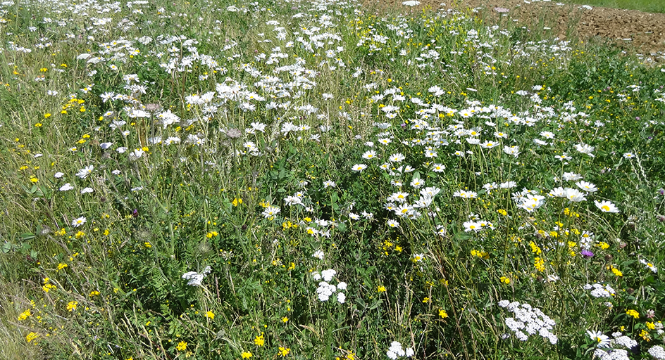 Environmental Stewardship Mixture header