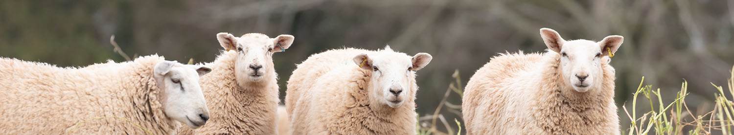 Grazing green cover crops