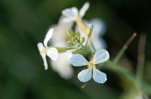 Cover Crops header