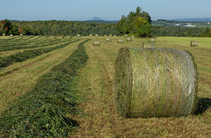 Haylage