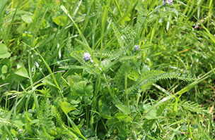 Herbal light land