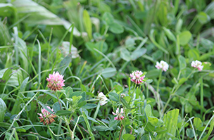 Herbal medium to heavy land