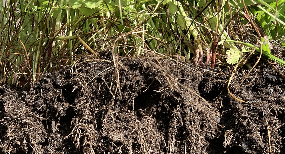 Environmental Stewardship Mixture header