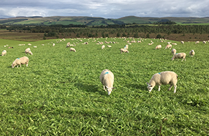 Herbal sheep grazer