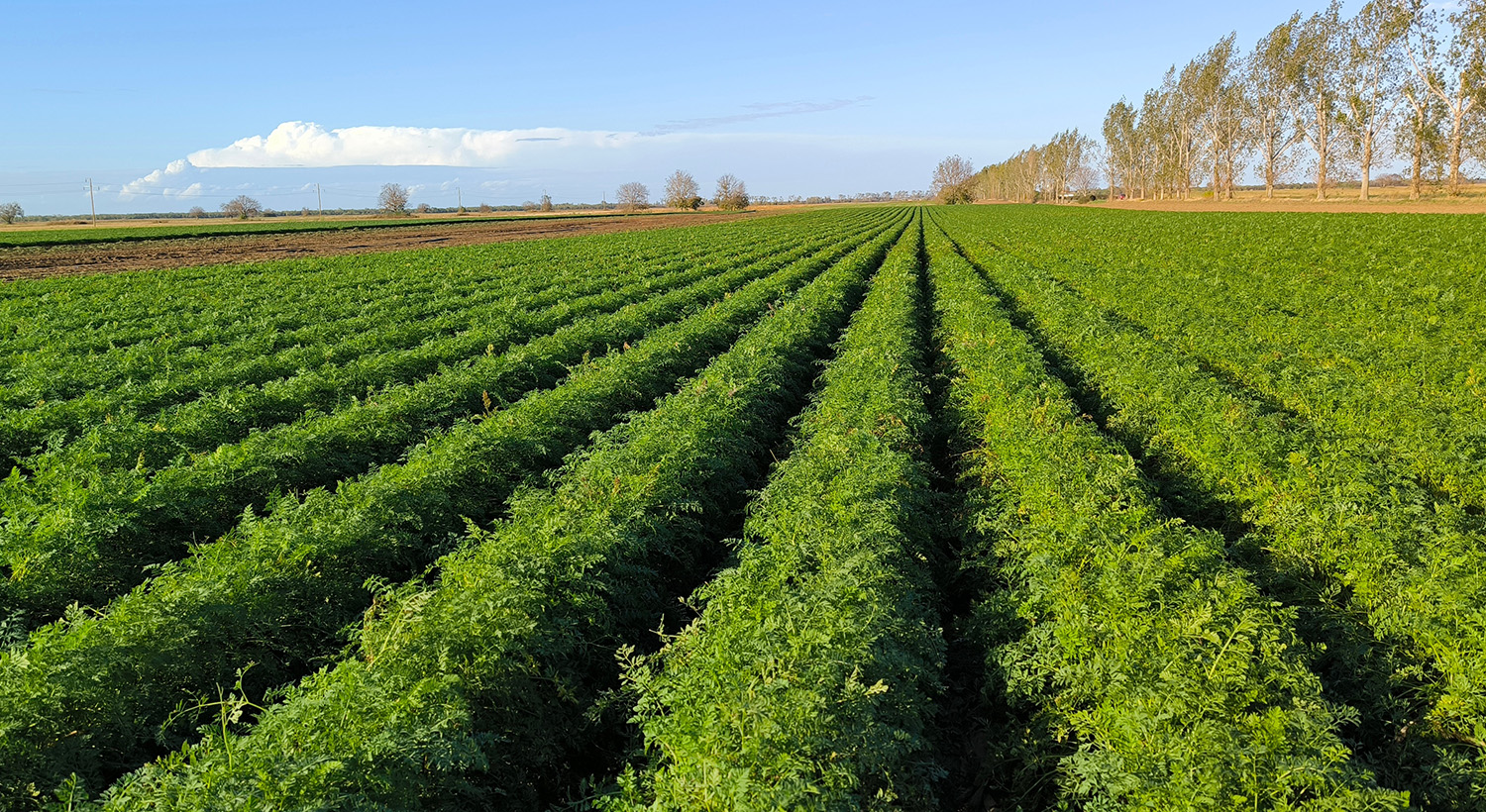 Vegetable agronomy Slider 1