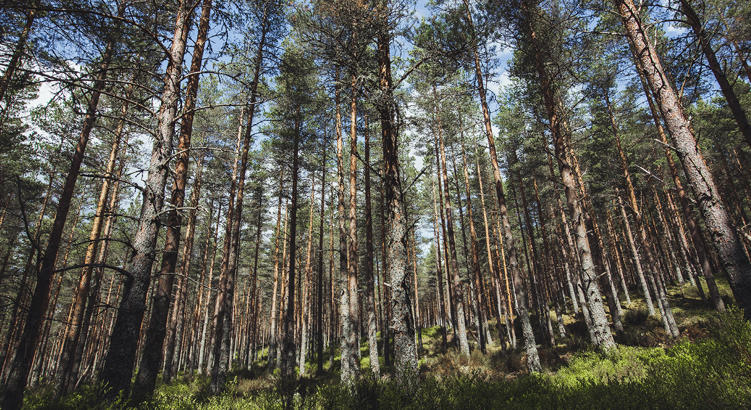 Forestry Slider 3
