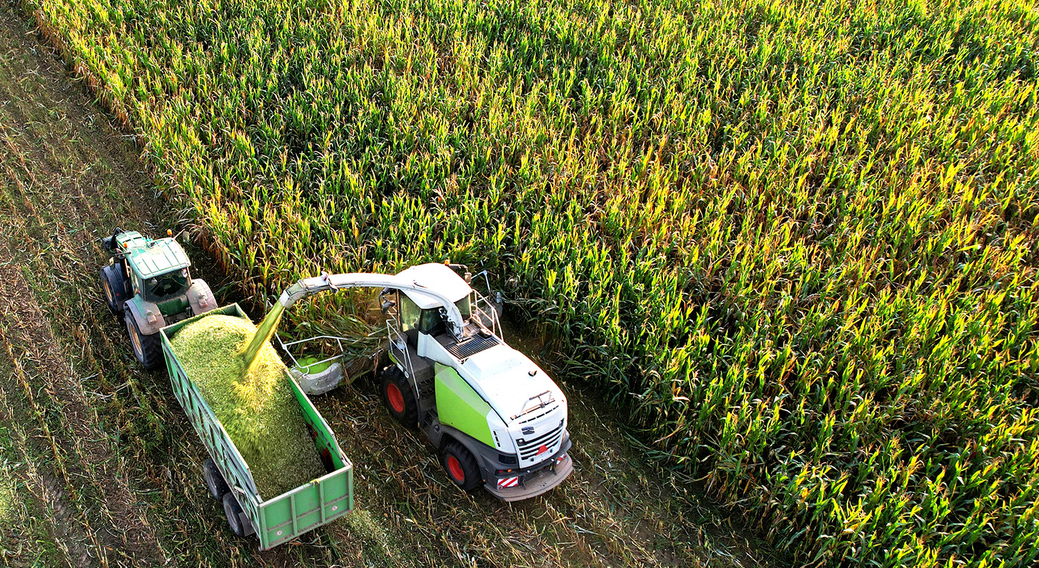 Maize Slider 5
