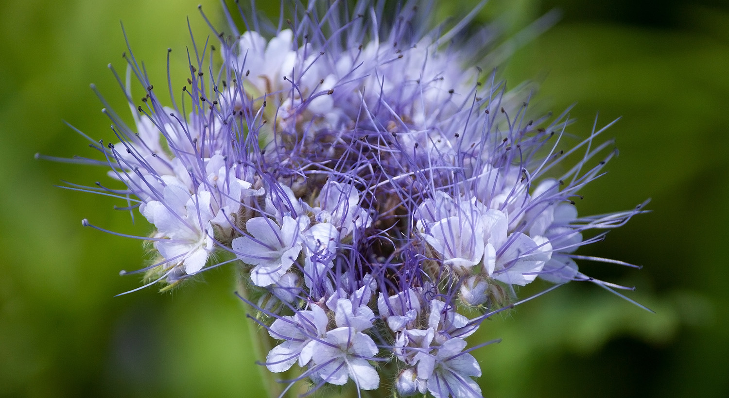 Cover crops Slider 4