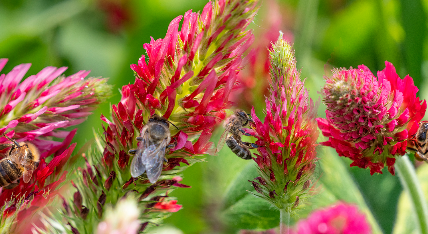 Environmental stewardship mixtures